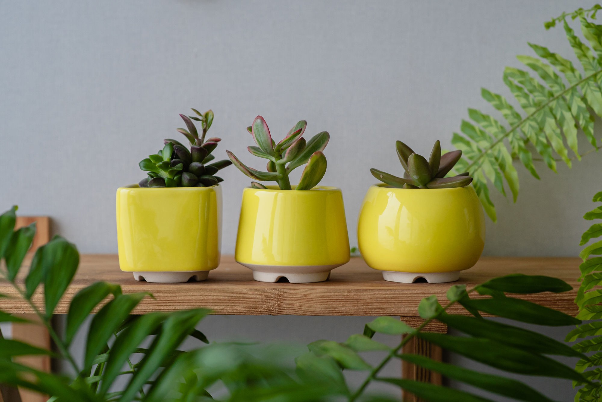 Bright yellow succulent planter - set of 3 pots // ceramic cactus pot // 2 inch pots // mother day plant gift // little plant pots