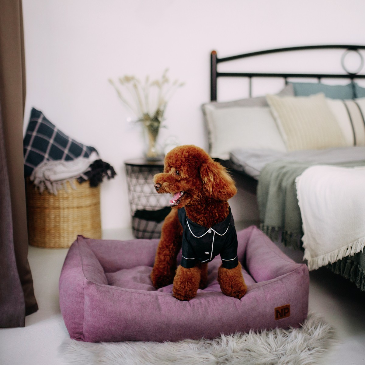 Dog bed albert violet (al2135) 9499 from Noble Pet with donate to u24